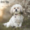 Shih Tzu 2025 – 16-Monatskalender: Original Avonside-Kalender [Mehrsprachig] [Kalender] (Wall-Kalender)