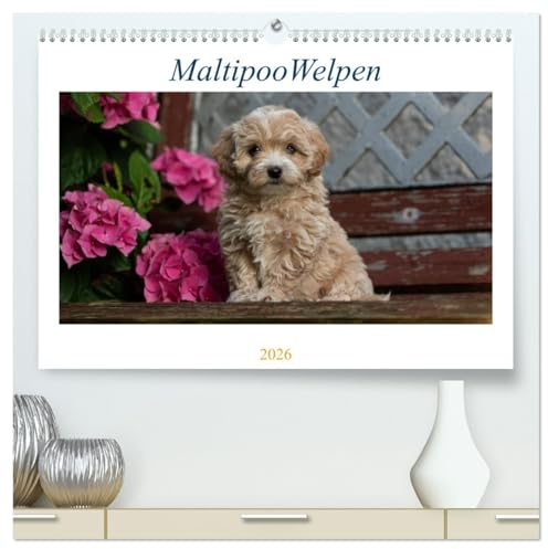 Maltipoo Welpen (hochwertiger Premium Wandkalender 2026 DIN A2 quer), Kunstdruck in Hochglanz: Beim Maltipoo handelt es sich um eine Kreuzung zwischen Pudel und Malteser. (CALVENDO Tiere)