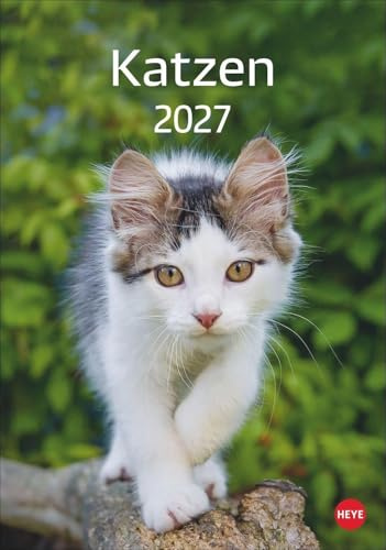 Katzen Kalender 2027: Die beliebten Samtpfoten in einem Wandkalender 2027 zum Eintragen. Dekorativer Kalender mit viel Raum für Termine und Organisatorisches.