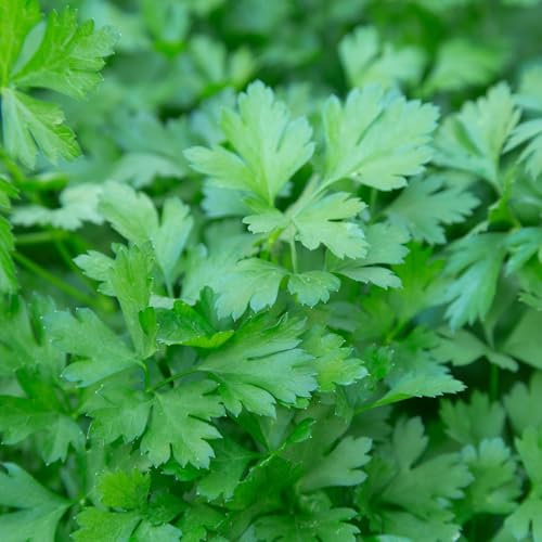 PREMIER SEEDS DIRECT - Parsley Seeds Italian Giant Flat - 5 Grams - Finest Italian Seeds