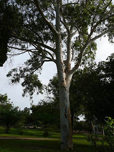 Roter Eukalyptus - Eucalyptus camaldulensis - 100 Samen !!!