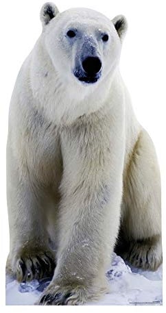 Star Cutouts Cut Out of Polar Bear
