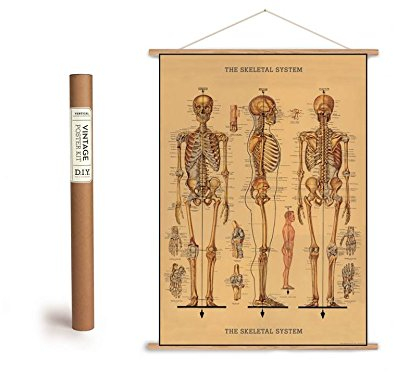 Cavallini Vintage Poster Set mit Holzleisten (Rahmen) und Schnur zum Aufhängen, Motiv Skelett