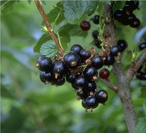 Titania, schwarze Johannisbeere, lange Trauben mit sehr großen Beeren, Busch, 60cm im Topf