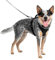 PetSafe EasySport Harness, Walking Harness for Dogs, Adjustable, Padded, Medium-Black