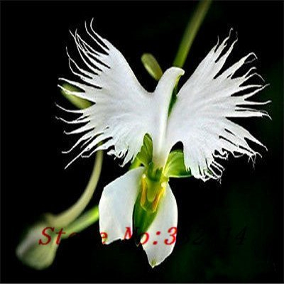 `` Heißes `Heißer Verkauf 100pcs Peru-Affe-Gesichts-Orchidee-Blumensamen Phalaenopsis-Bonsais-Blumen-Pflanze-Samen DIY Hauptgarten