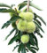 Esskastanienbaum Ecker 1 selbstfruchtbare veredelte Esskastanie Marone 40-60 cm 2,8 Liter Topf