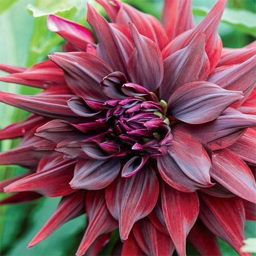 100pcs Dinner Plate rainbow Dahlia seeds, Chinese Peony bonsai flower seeds ,22 colors to choose, for home garden plantting