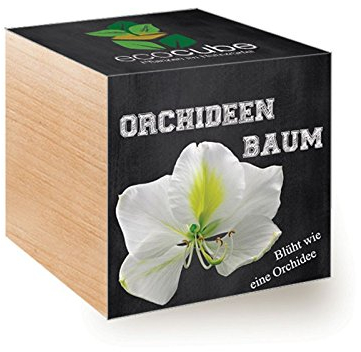 Ecocube Orchideenbaum im Holzwürfel
