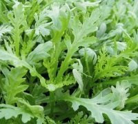 Just Seed Chopsuey Greens - Chrysanthemum coronarium - 1000 Seeds
