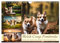 Welsh Corgi Pembroke (Wandkalender 2025 DIN A4 quer), CALVENDO Monatskalender: Witzige, aber selbstbewusste, intelligente Hunde mit kurzen Beinen (CALVENDO Tiere)