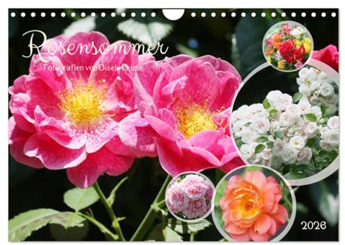 Rosensommer (Wandkalender 2026 DIN A4 quer), CALVENDO Monatskalender: Rosen erstrahlen in ihrer sommerlichen Pracht (CALVENDO Natur)