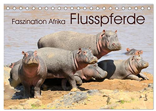 Faszination Afrika: Flusspferde (Tischkalender 2026 DIN A5 quer), CALVENDO Monatskalender: Hippos - die Schwergewichte in ihrem natürlichen Lebensraum (CALVENDO Tiere)