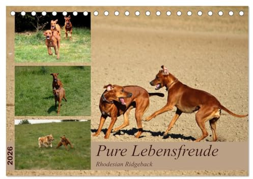 Rhodesian Ridgeback, Pure Lebensfreude (Tischkalender 2026 DIN A5 quer), CALVENDO Monatskalender: Ein Lächeln im Gesicht (CALVENDO Tiere)
