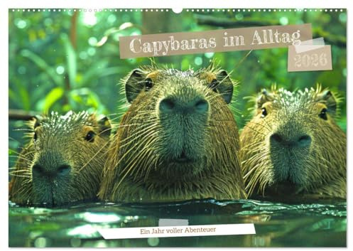 Capybaras im Alltag - Ein Jahr voller Abenteuer (Wandkalender 2026 DIN A2 quer), CALVENDO Monatskalender: Erlebe die charmanten Capybaras in ... Abenteuer zeigen. (CALVENDO Tiere)