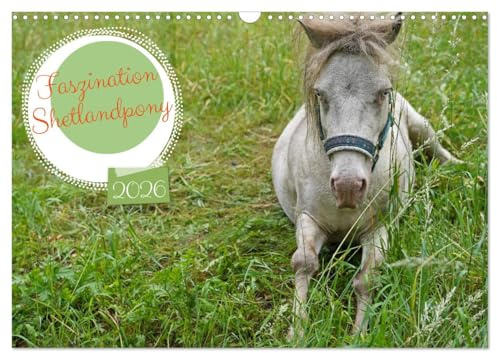 Faszination Shetlandpony (Wandkalender 2026 DIN A3 quer), CALVENDO Monatskalender: Ausgewählte Motive vom blauäugigen Shetlandpony Fredo (CALVENDO Tiere)