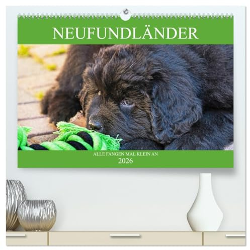 Neufundländer - Alle fangen mal klein an (hochwertiger Premium Wandkalender 2026 DIN A2 quer), Kunstdruck in Hochglanz: Lassen Sie sich von ... verzaubern (CALVENDO Tiere)