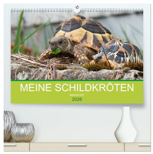 Meine Schildkröten (hochwertiger Premium Wandkalender 2026 DIN A2 quer), Kunstdruck in Hochglanz: Bilder von meiner Schildkrötengruppe (CALVENDO Tiere)