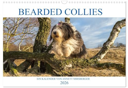 BEARDED COLLIES 2026 (Wandkalender 2026 DIN A3 quer), CALVENDO Monatskalender: Liebenswerter und cleverer Hütehund (CALVENDO Tiere)