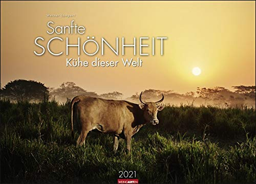 Sanfte Schönheit - Kühe dieser Welt Kalender 2021: Sanfte Schönheit