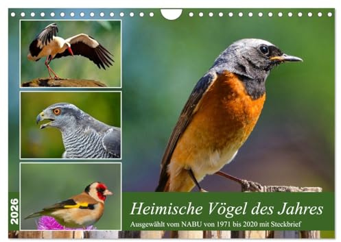 Heimische Vögel des Jahres (Wandkalender 2026 DIN A4 quer), CALVENDO Monatskalender: Steckbriefe ab 1971 vom NABU gewählter Vögel (CALVENDO Tiere)