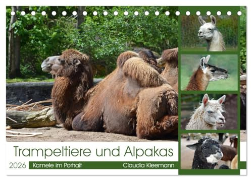 Trampeltiere und Alpakas (Tischkalender 2026 DIN A5 quer), CALVENDO Monatskalender: Portrait zauberhafter Alt- und Neuweltkamele (CALVENDO Tiere)