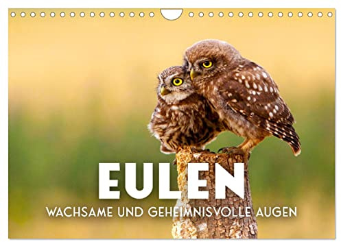 Eulen - Wachsame und geheimnisvolle Augen (Wandkalender 2026 DIN A4 quer), CALVENDO Monatskalender: Die Vögel der Weisheit. (CALVENDO Tiere)
