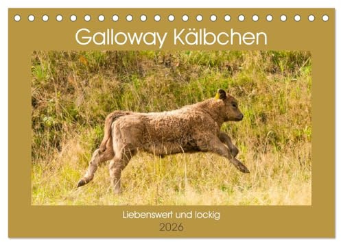 Galloway Kälbchen - Liebenswert und lockig (Tischkalender 2026 DIN A5 quer), CALVENDO Monatskalender: Bezaubernde schottische Robustrinder (CALVENDO Tiere)