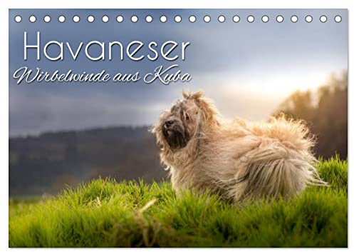 Havaneser - Wirbelwinde aus Kuba (Tischkalender 2026 DIN A5 quer), CALVENDO Monatskalender: Mit den süßen Havis durchs Jahr (CALVENDO Tiere)
