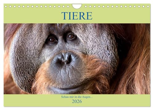 Tiere Schau mir in die Augen (Wandkalender 2026 DIN A4 quer), CALVENDO Monatskalender: Von Auge zu Auge mit den Tieren der Welt (CALVENDO Tiere)