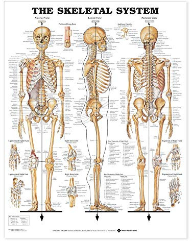The Skeletal System Giant Chart