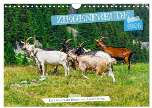 Ziegenfreude (Wandkalender 2026 DIN A4 quer), CALVENDO Monatskalender: Gebirgsziegen sind robuste, kletterfähige Tiere mit wetterfestem Fell. Sie ... und sind anpassungsfähig (CALVENDO Tiere)
