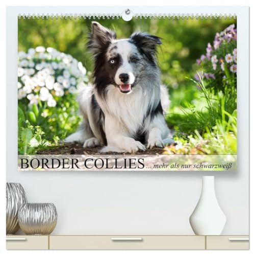 Border Collies - nicht nur schwarzweiß (hochwertiger Premium Wandkalender 2026 DIN A2 quer), Kunstdruck in Hochglanz: Border Collies in vielen Farbschlägen (CALVENDO Tiere)