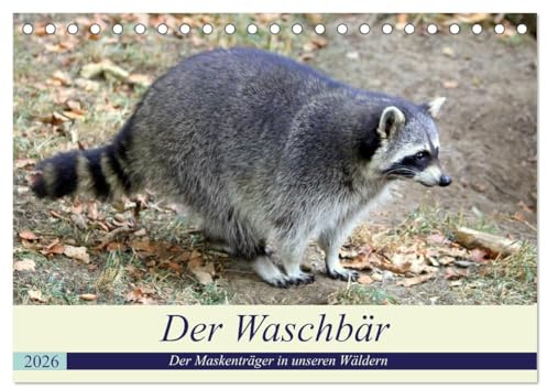 Der Waschbär - Der Maskenträger in unseren Wäldern (Tischkalender 2026 DIN A5 quer), CALVENDO Monatskalender: Der nachtaktive Kobold ist auch in unseren Wäldern weit verbreitet. (CALVENDO Tiere)