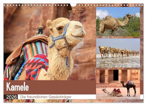 Kamele - Die freundlichen Gepäckträger (Wandkalender 2026 DIN A3 quer), CALVENDO Monatskalender: Ein entbehrungsreiches Leben in Wüsten (CALVENDO Tiere)