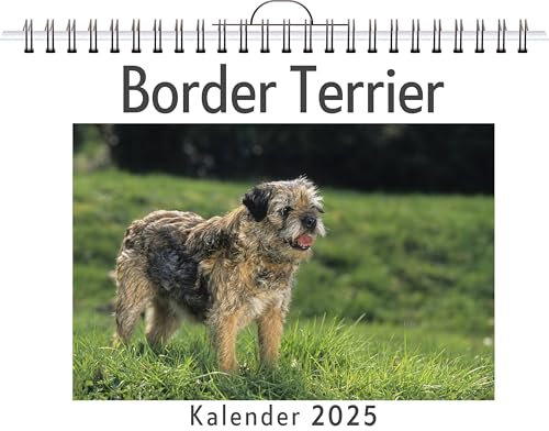 Border Terrier - (Wandkalender 2025, Kalender DIN A4 quer, Monatskalender im Querformat mit Kalendarium, das perfekte Geschenk)