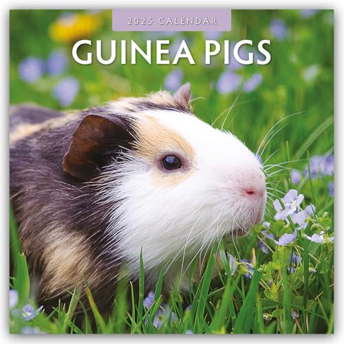 Guinea Pigs – Meerschweinchen 2025 – 16-Monatskalender: Original Red Robin Publishing Ltd-Kalender [Mehrsprachig] [Kalender] (Wall-Kalender)