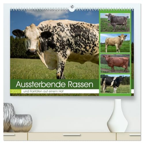 Aussterbende Rassen und Raritäten (hochwertiger Premium Wandkalender 2026 DIN A2 quer), Kunstdruck in Hochglanz: Aussterbende Kuhrassen (CALVENDO Tiere)