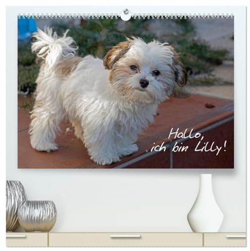 Hallo, ich bin Lilly (hochwertiger Premium Wandkalender 2026 DIN A2 quer), Kunstdruck in Hochglanz: Der Bolonka-Zwetna-Welpe Lilly stellt sich vor. (CALVENDO Tiere)