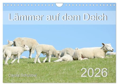 Lämmer auf dem Deich (Wandkalender 2026 DIN A4 quer), CALVENDO Monatskalender: Tierkinder und besonders die Lämmer im Frühling sind immer wieder schön anzuschauen. (CALVENDO Tiere)