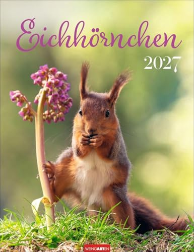 Eichhörnchen Kalender 2027: Fotokalender zum Aufhängen. Mit süßen Eichhörnchen-Bildern und Zitaten für jeden Monat. Tierkalender mit Platz zum Eintragen. 30 x 39 cm