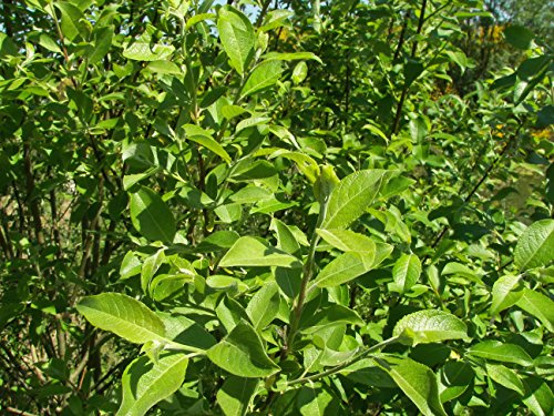Salweide (Salix caprea), 80-100 cm, Topf/Container, 1 Stück | Palmkätzchen, früh blühend, Kätzchen vor dem Laubaustrieb, Nektar März bis April, anspruchslos