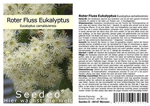 Seedeo® Roter Fluss Eukalyptus (Eucalyptus camaldulensis) 200 Samen