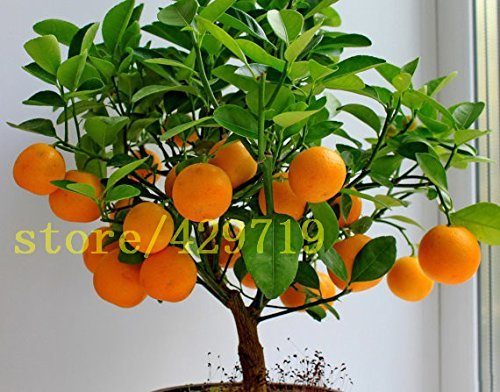 20 PC Bonsai Orange Samen NO-GMO Mini-Bonsai-Baum Balkon Terrasse Topfobstbäume Kumquat Samen Tangerine Citrus