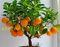 20 PC Bonsai Orange Samen NO-GMO Mini-Bonsai-Baum Balkon Terrasse Topfobstbäume Kumquat Samen Tangerine Citrus