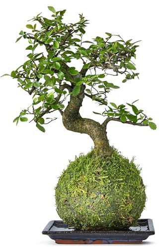 Tranquil Plants Chinese Elm Bonsai Tree | Kokedama House Plant with Green Moss Ball for Bedroom -Office | Home Decor Indoor House Plants Gardening Gifts- 10 Years 25cm High (Plant with Tray)