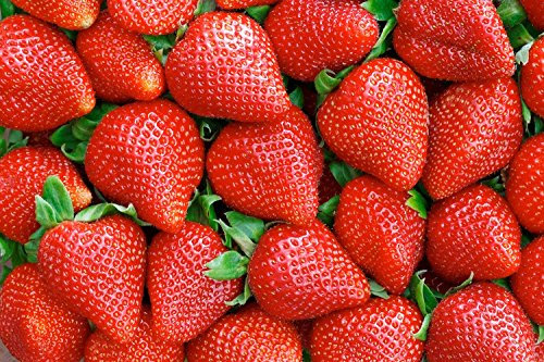 FRAGOLE A FRUTTO GROSSO NR.50 SEMI