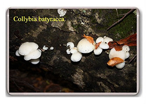 Mushrooms/Collybia batyracea/fridge/magnet...!!! - Kühlschrankmagnet