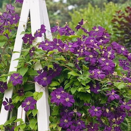 3 x Clematis Etoile Violette (Waldrebe) - 3 x Kletterpflanzen: 3 kaufen/2 bezahlen - Dunkelviolett, Mehrjährig & Winterhart| 3 x 1,5 Liter Töpfe