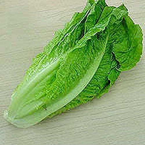 100 frais Heirloom laitue romaine Parris Island Cos Graines